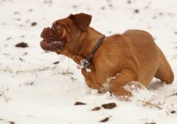 Čo všetko má vplyv na zdravie psieho maznáčika v zime?