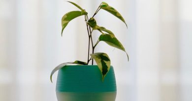 Ako netradične pestovať izbové rastliny