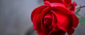 Aj ruže môžu postihnúť choroby. Aké sa objavujú najčastejšie?