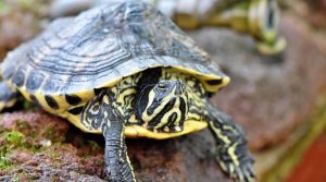 Vonkajšie terárium pre korytnačky: kedy je ten správny čas dať korytnačku von?