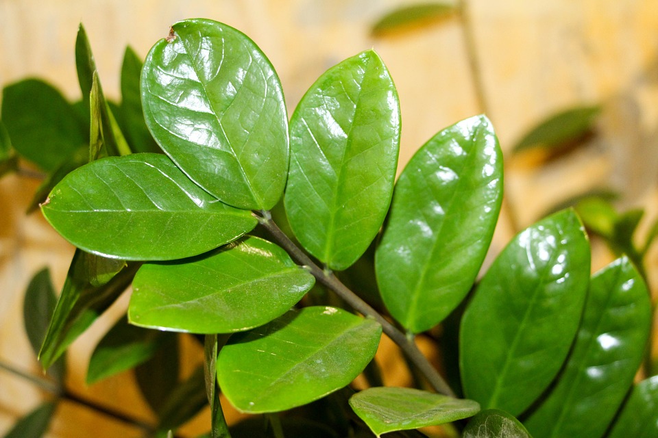 Zamioculcas – izbová rastlina, ktorá žije svojím životom