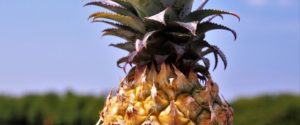 ananas