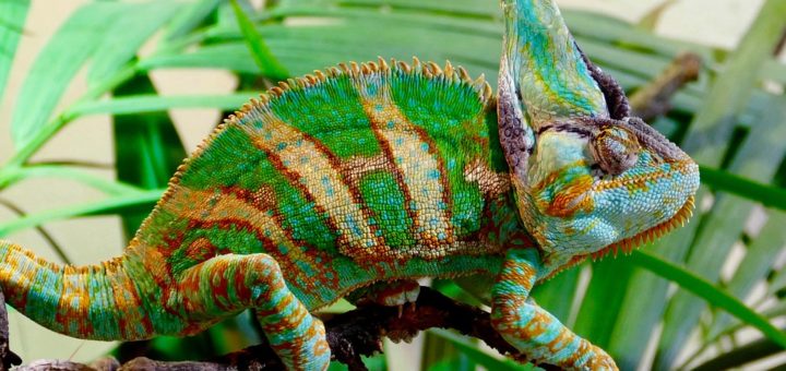 chameleon
