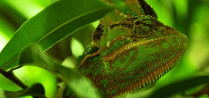 terárium chameleon