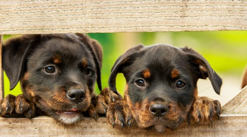 Aká ochorenia trápia psie miláčikov najčastejšie?