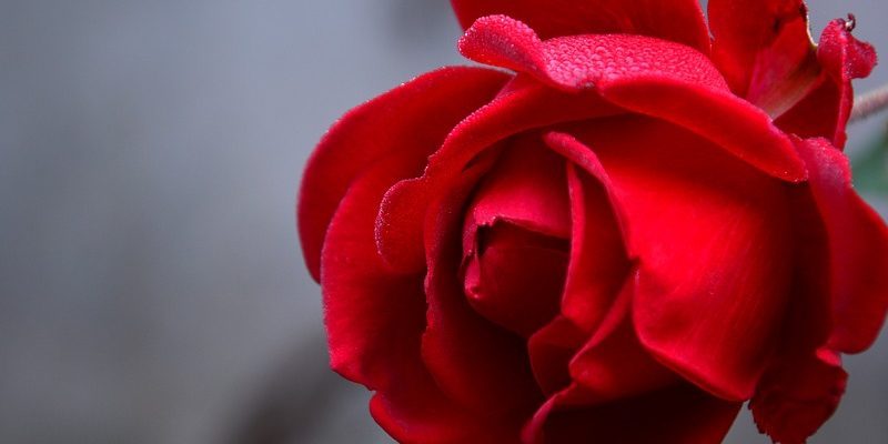 Aj ruže môžu postihnúť choroby. Aké sa objavujú najčastejšie?