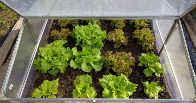 Aj na jeseň si vypestujte v skleníku čerstvú zeleninu