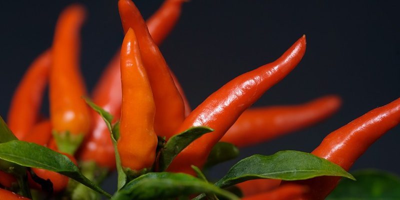 Ako na pestovanie chilli papričiek
