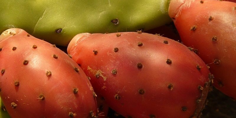 Poznáte kaktusové figy? Ich vplyv na zdravie je veľmi zaujímavý
