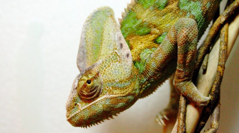 Čo sledovať pri nadobudnutí chameleóna