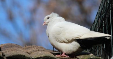 Chováte holuby? Montaubánec možno vzbudil aj vašu pozornosť