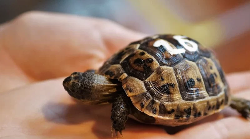 Ako na stavbu vonkajšieho terária pre suchozemskú korytnačku?