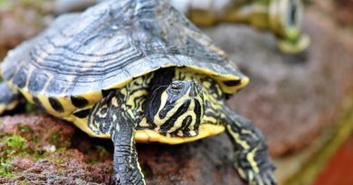 Vonkajšie terárium pre korytnačky: kedy je ten správny čas dať korytnačku von?
