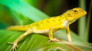 Chameleón o veľkosti slnečnicového semienka? Novo objavený na Madagaskare