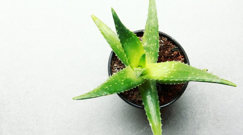 Ako spoznať pravú aloe vera